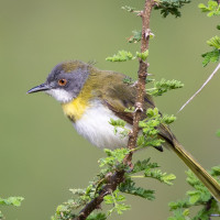Yellow-breasted Apalis